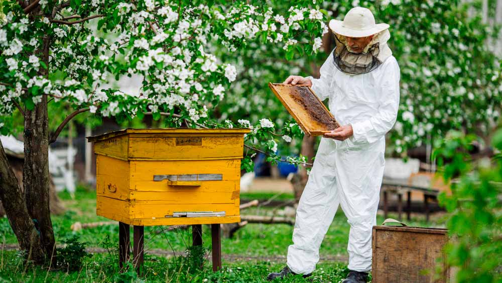Les étapes pour installer une ruche à côté de votre potager